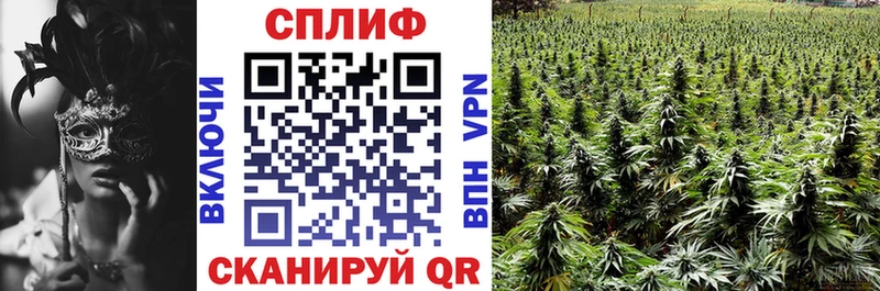 наркота  Рассказово  Каннабис индика 